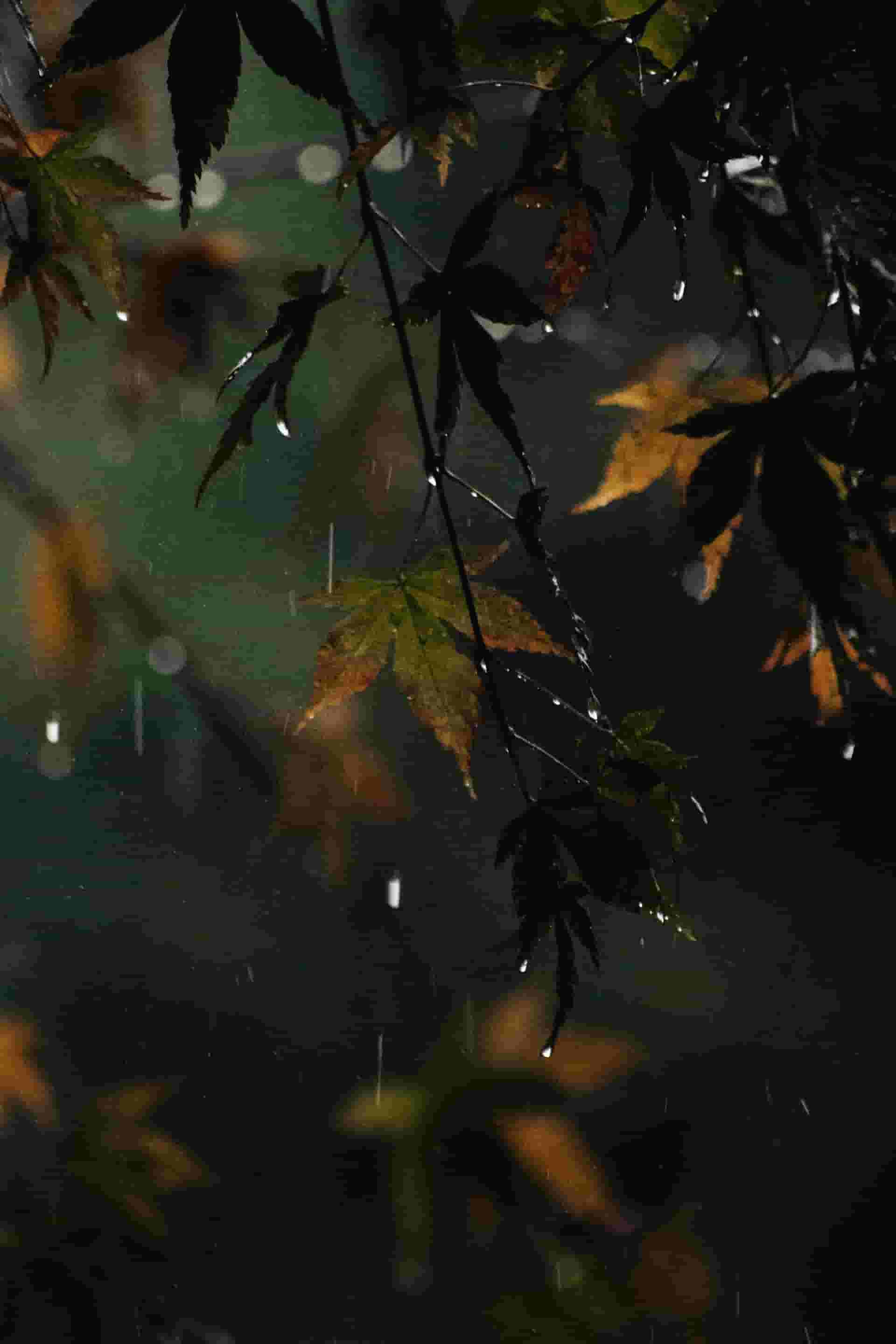 秋雨