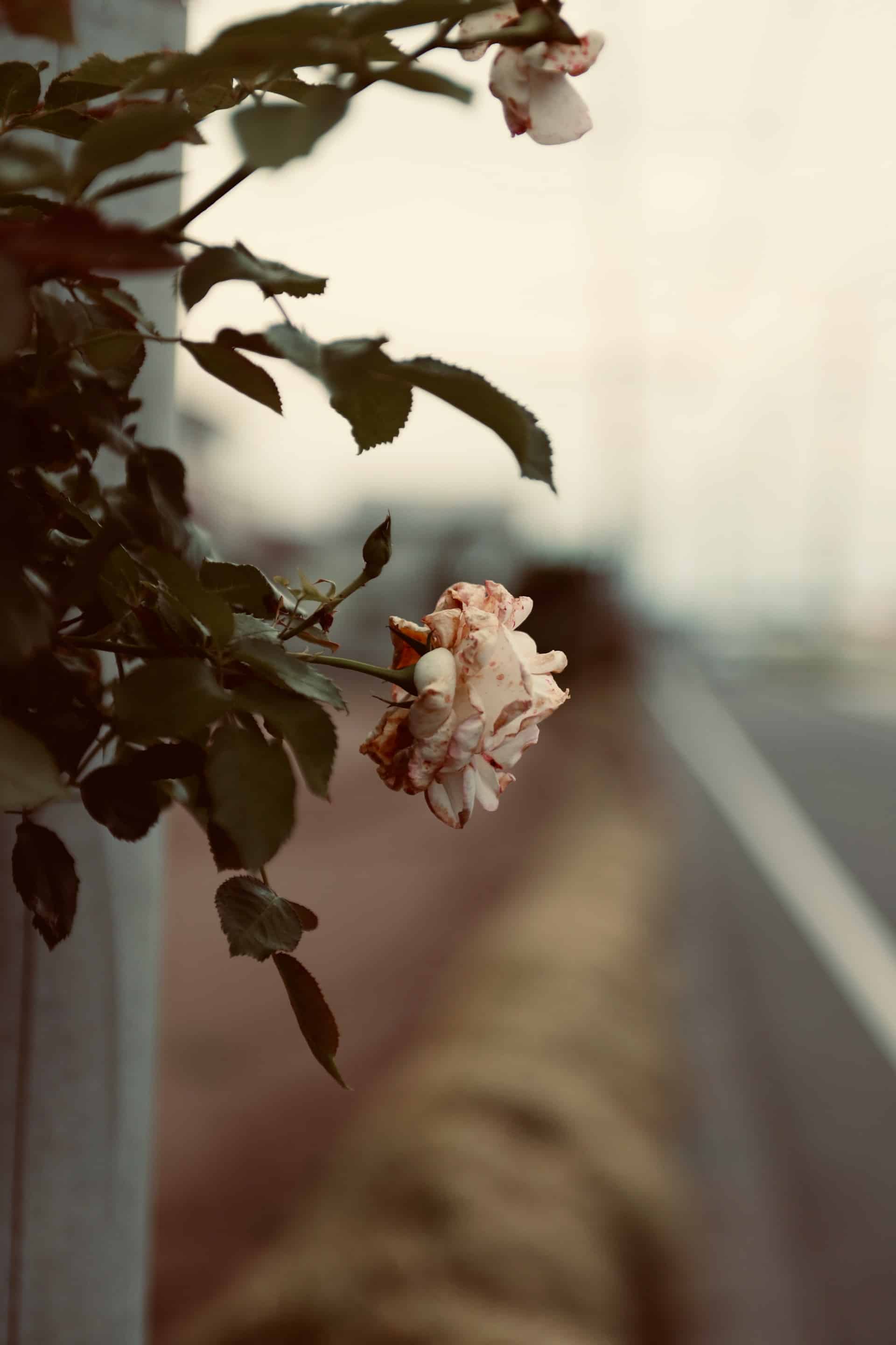漫兴