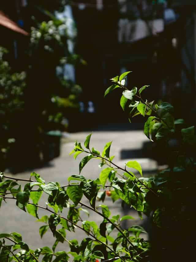 歌头·知春分韵分得“去”字韵